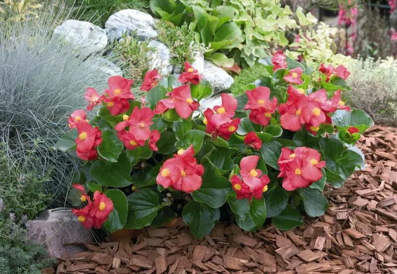 Бегония садовая клубневая. Бегония садовая клубневая. Бегония вечноцветущая бронзоволистная найтлайф. Бегония вечноцветущая садовая многолетняя. Бегония садовая вечноцветущая многолетник.