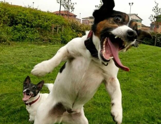 Картинки про животных до слез Pin en Amor animal