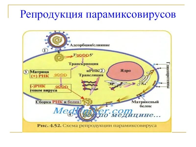 Грипп репродукция. Репродукция вирусов схема рнк. репликация парамиксовирусов схема. схема репродукции вируса гриппа. репродукция парамиксовирусов этапы.