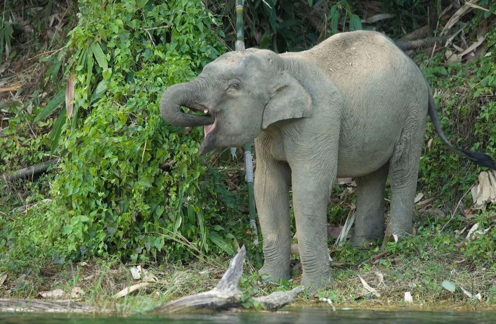 Карликовый слон Борнео. Азиатский слон Борнео. Резерваты дикой природы Тхунгъяй и Хуайкхакхэнг. Кипрский карликовый слон. Слон в какой природной зоне