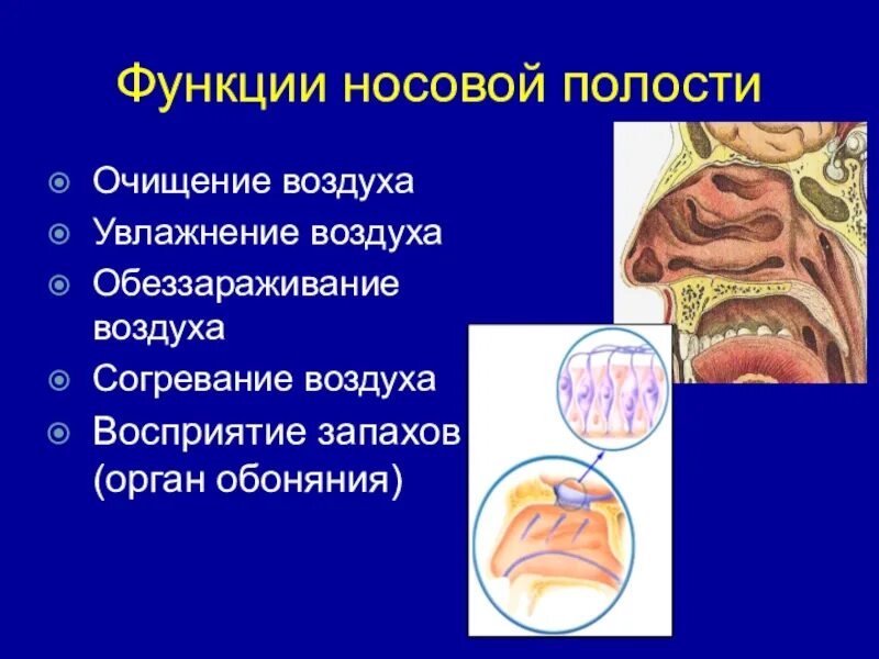 Очищение увлажнение и согревание вдыхаемого воздуха. Функции носовой полости 8 класс биология. Носовая полость орган обоняния. Орган обоняния функции. Функции носовой полости.