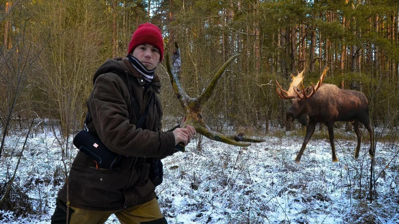 Как найти рога в лесу. Рога лося. логово лося.