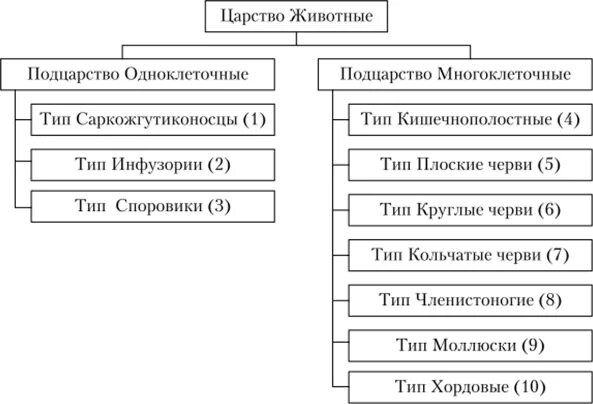 Является трехслойным животным. К двухслойным животным относятся. принципы классификации животных. трехслойные животные классификация. двухслойные животные.