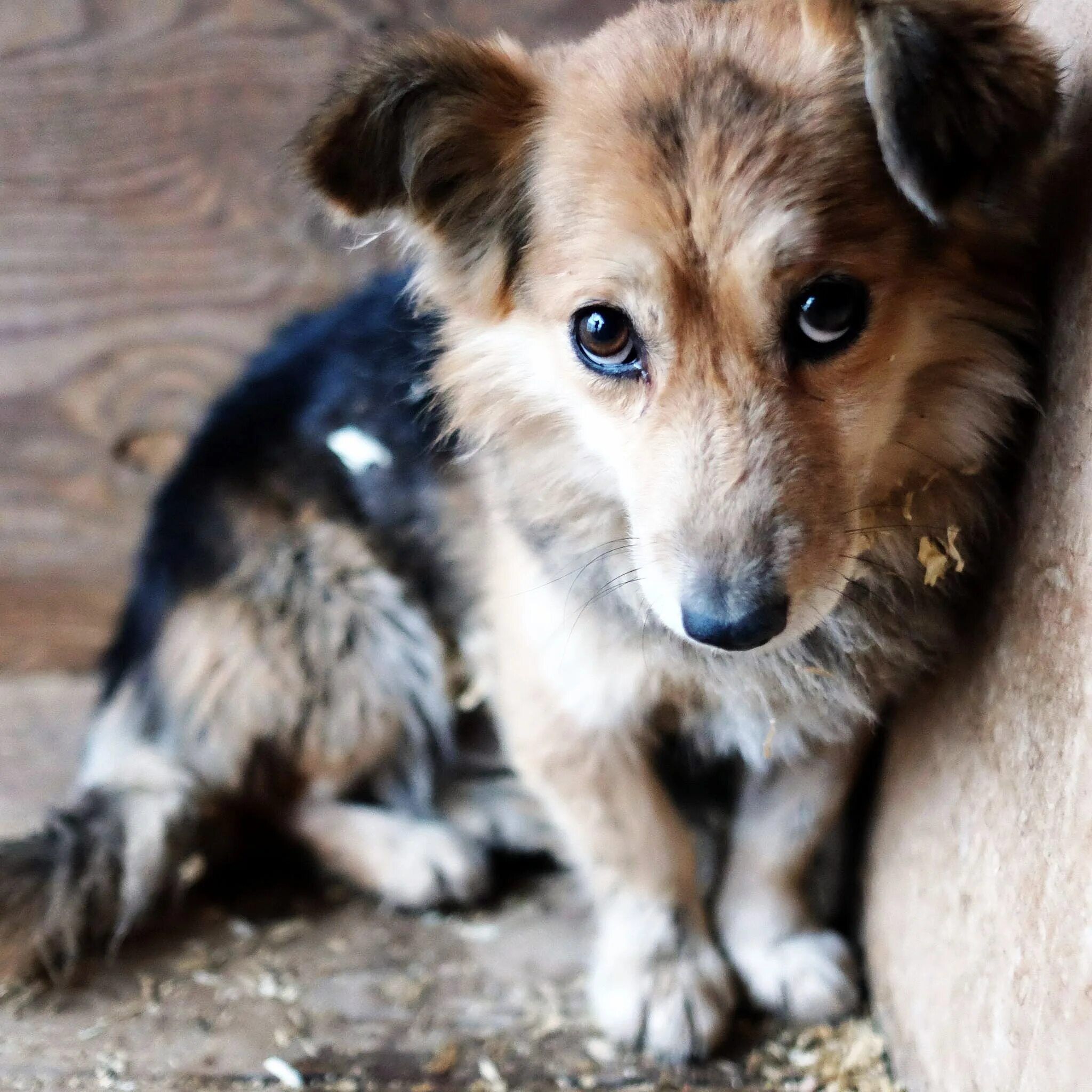 Карликовый шпиц флаффи. Где найти собачек. Породы маленьких собак папильон. Собаки из приюта щенки. Где найти собачек.