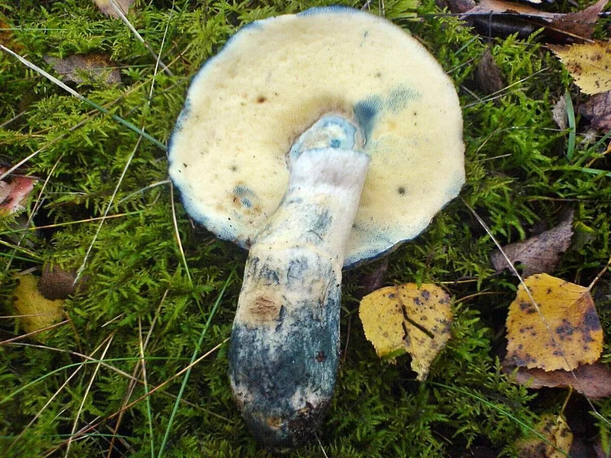 Синеющий гриб. Гиропорус синеющий (gyroporus cyanescens). гриб гиропорус синеющий. гриб болетус синеющий. боровик синеющий.