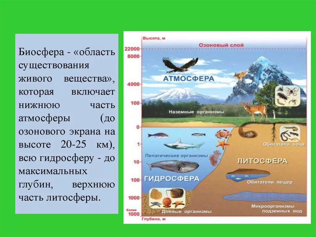 Где наибольшая концентрация живых организмов. Биосфера Живая оболочка земли. Биосфера Живая оболочка земли 5 класс. Биосфера земли кратко. Биосфера - это область существования живого вещества.