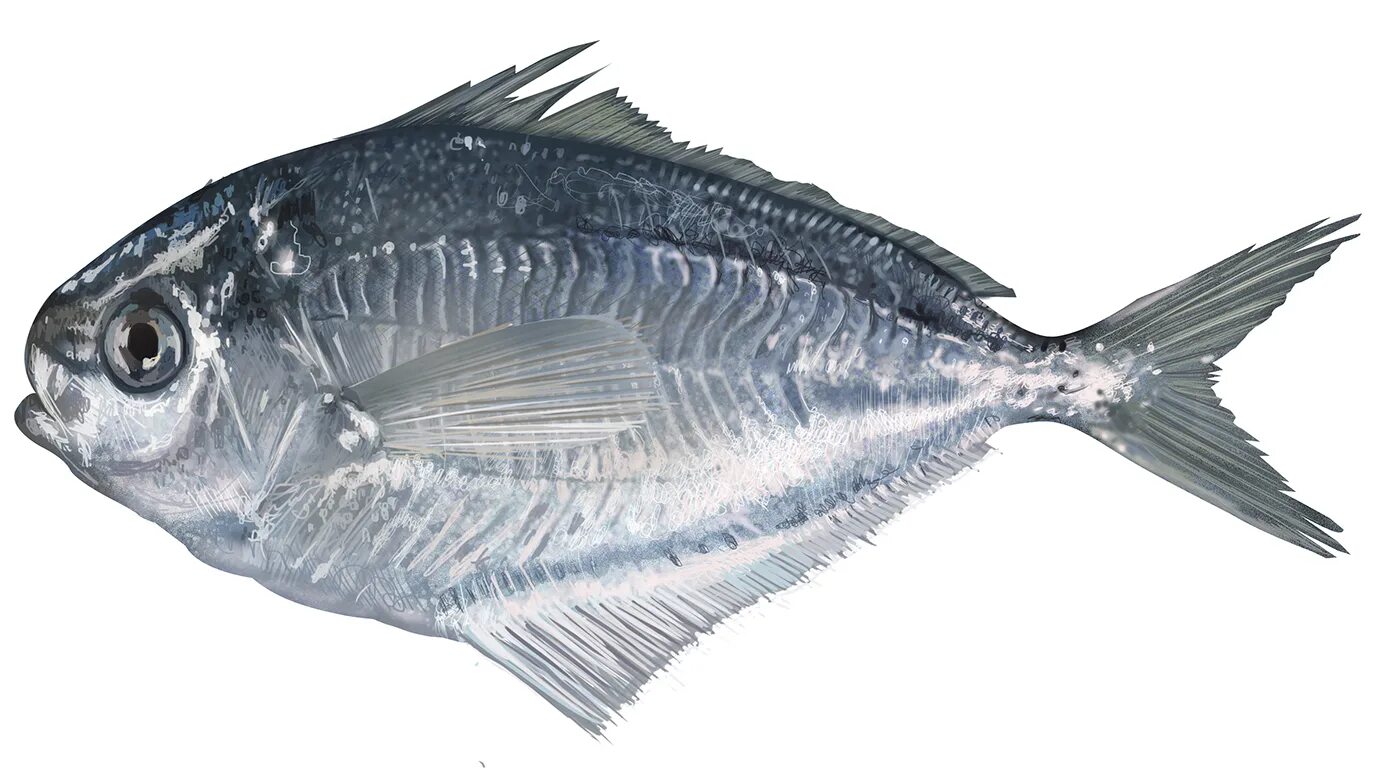 Морская форель потрошенная. Представители рыб сельдеобразные представители. Окунь морской клювач. Рыба по другому называется. Белорыбица пангасиус.