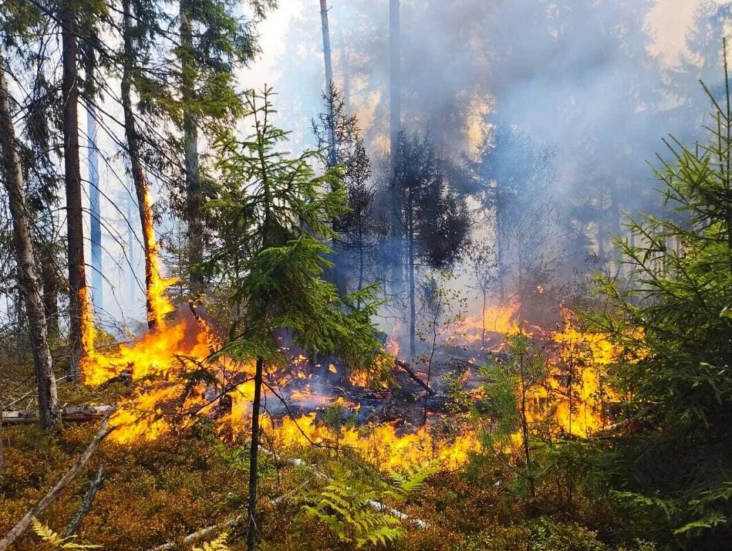 Опять горим. Пожар в лесу тольятти 14 октября 2021 год. Опять горим. Пожар в лесу тольятти 14 октября 2021 год. Опять горим.