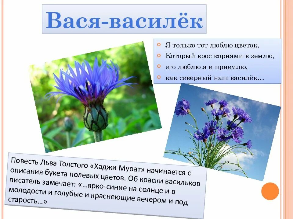 Предложение с васильком. Рассказ о васильке. Василек для дошкольников. Стих о васильке для детей. Василёк интересные факты.