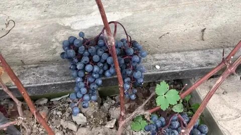 Виноград п