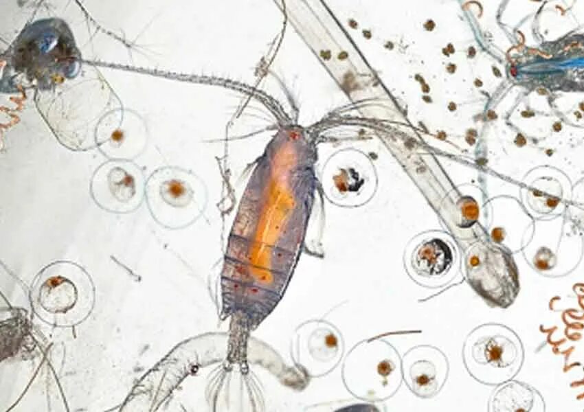 Бактерии в питьевой воде. Морская вода под микроскопом. Зоопланктон рачки микроскоп. Микроорганизмы в воде под микроскопом. Вода под микроскопом.