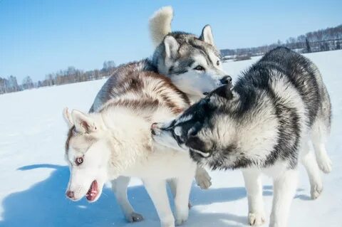 Dogs us