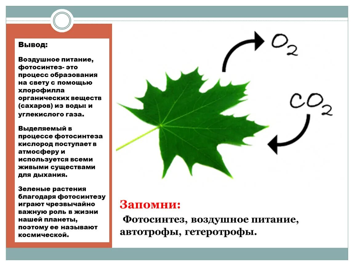 Выберите верное утверждение о минеральном питании растений. Воздушное питание фотосинтез 6 класс. Воздушное питание фотосинтез 6 класс биология. Воздушное питание растений фотосинтез схема. Лист орган воздушного питания фотосинтез.