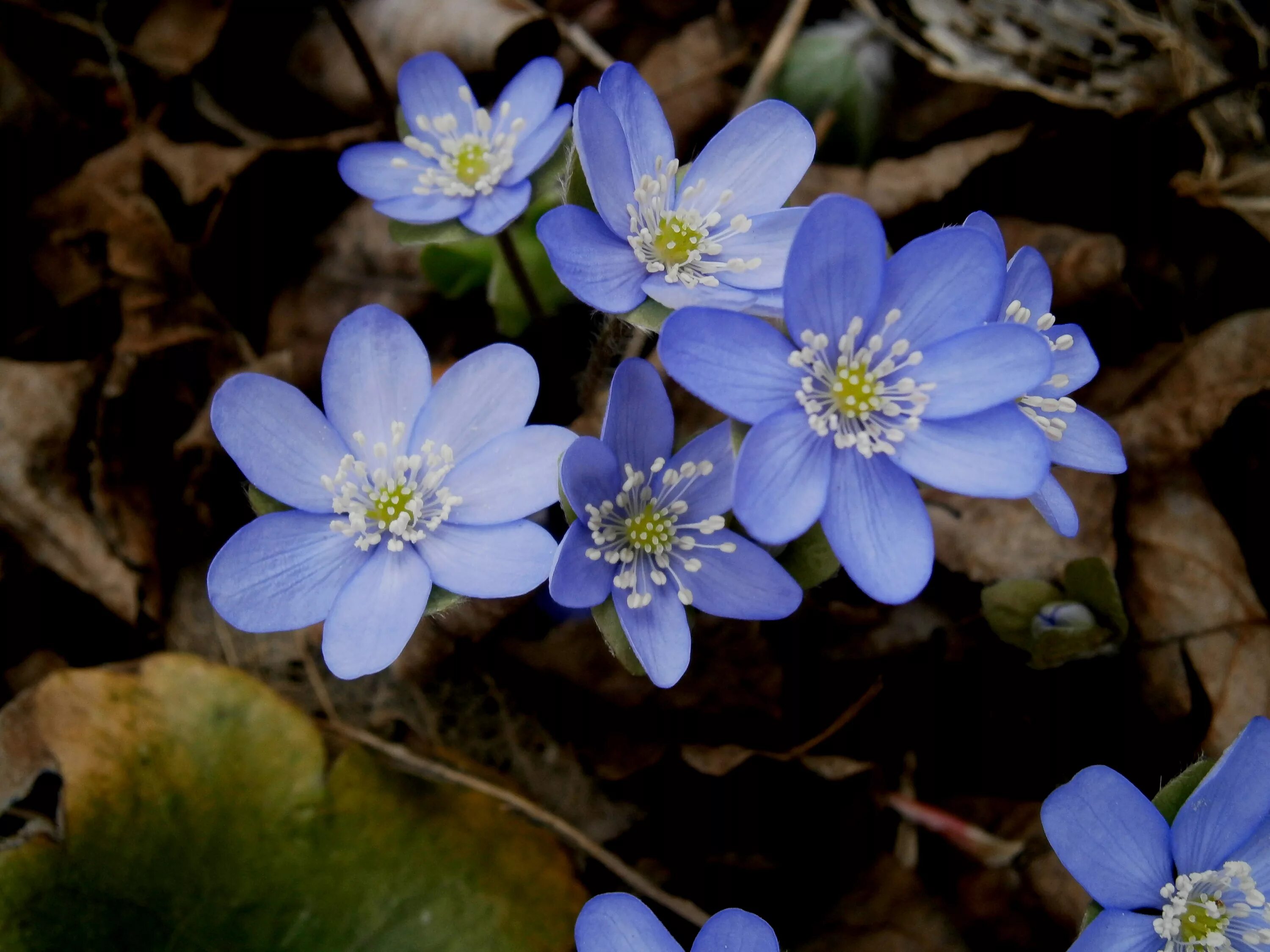 Голубой перелеской. Печеночница Нобилис. Печеночницы (hepatica). Перелеска печеночница. Первоцветы печеночница благородная.