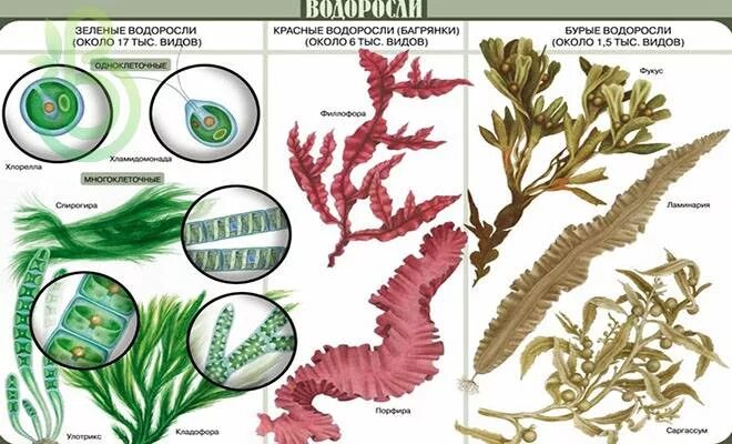Водоросли биология. Виды водорослей. Представители водоросли растений. Низшие растения водоросли красные бурые зеленые.