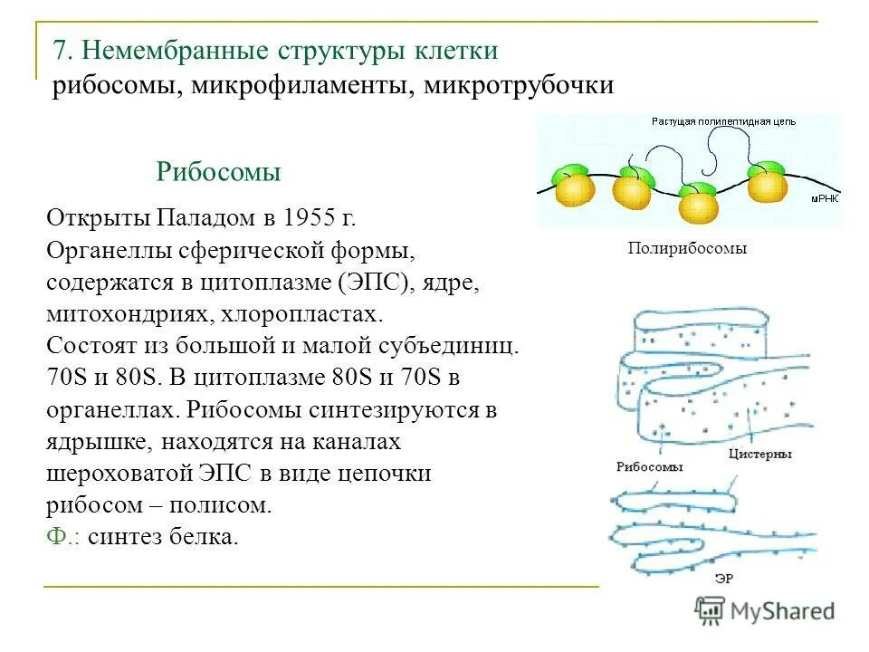 Микрофиламенты в растительной клетке. Клеточная оболочка рибосома. Микротрубочки и микрофиламенты строение и функции. Немембранные структуры клетки.