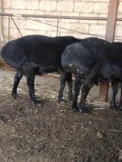 Сату шымкент