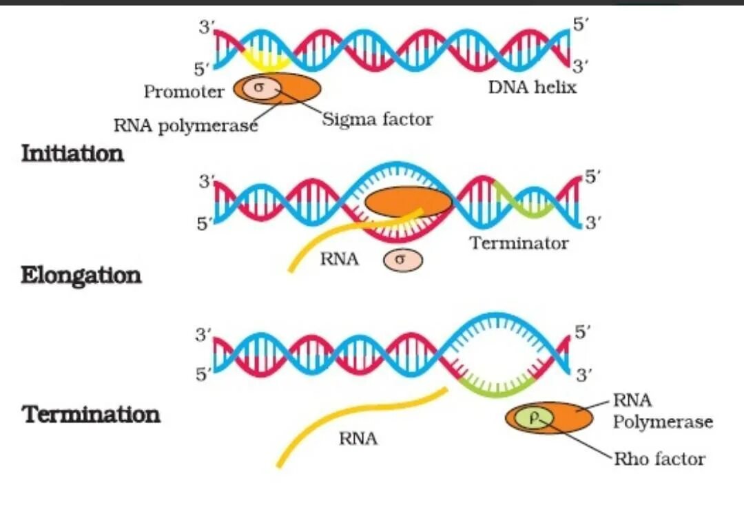 DNA Transcription. Терминация транскрипции. Транскрипция ДНК. Транскрипция РНК.