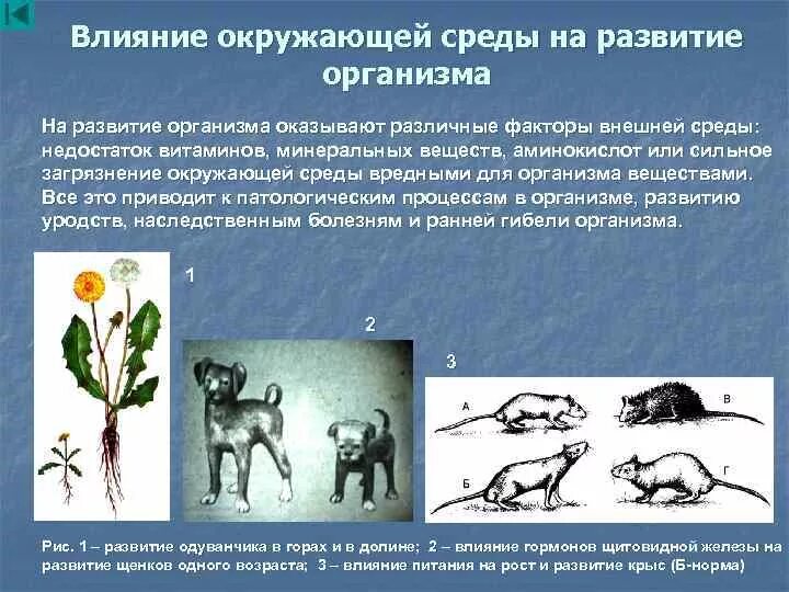 Приведите примеры изменений условий среды. Влияние среды на развитие организмов. Влияние окружающей среды на онтогенез. Влияние внешней среды на онтогенез. Факторы влияющие на развитие организма.