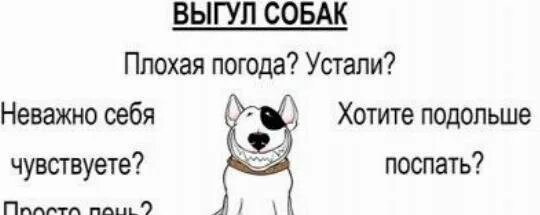 Объявление выгул собак. Объявление выгул собак