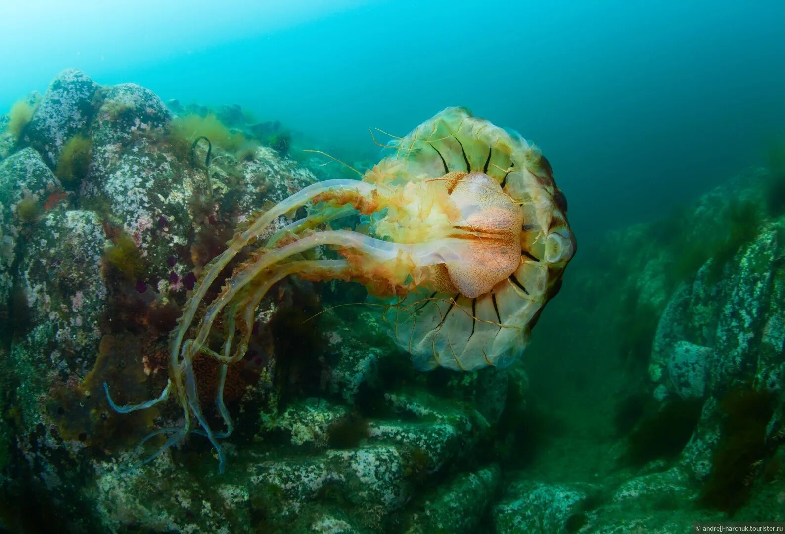 Дальневосточный морской заповедник осьминог. Морские жители.