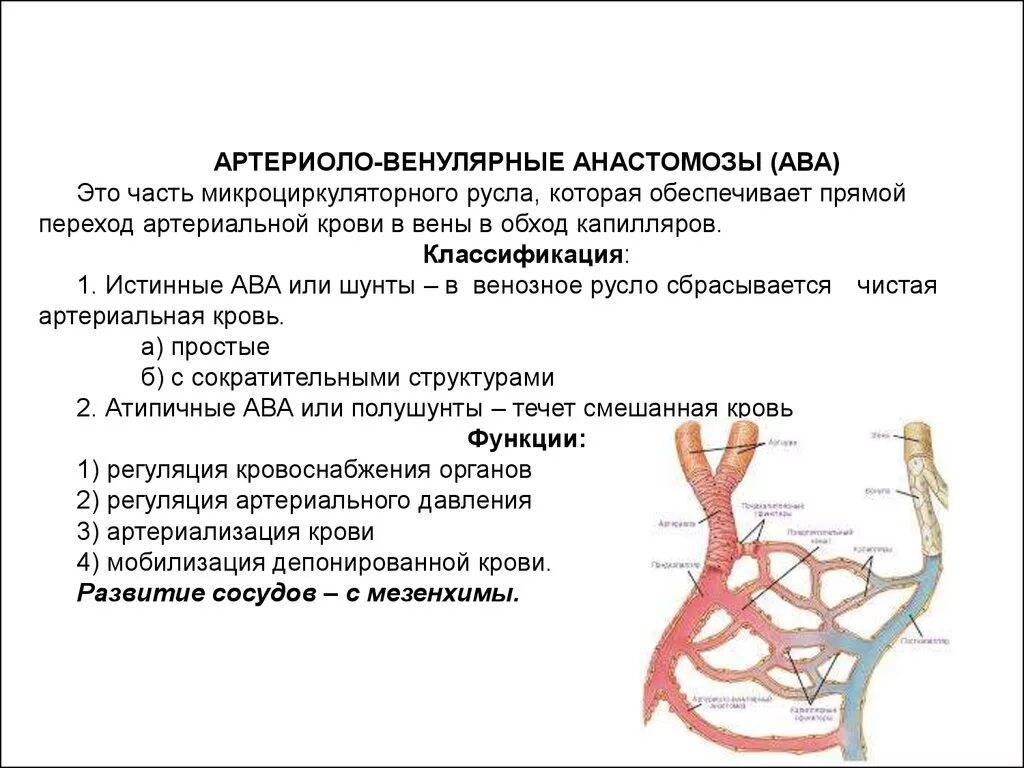 Функции артериоло венулярных анастомозов. Классификация сосудистых анастомозов. Сосуды микроциркуляторного русла. Сосуды микроциркуляторного русла гистология.