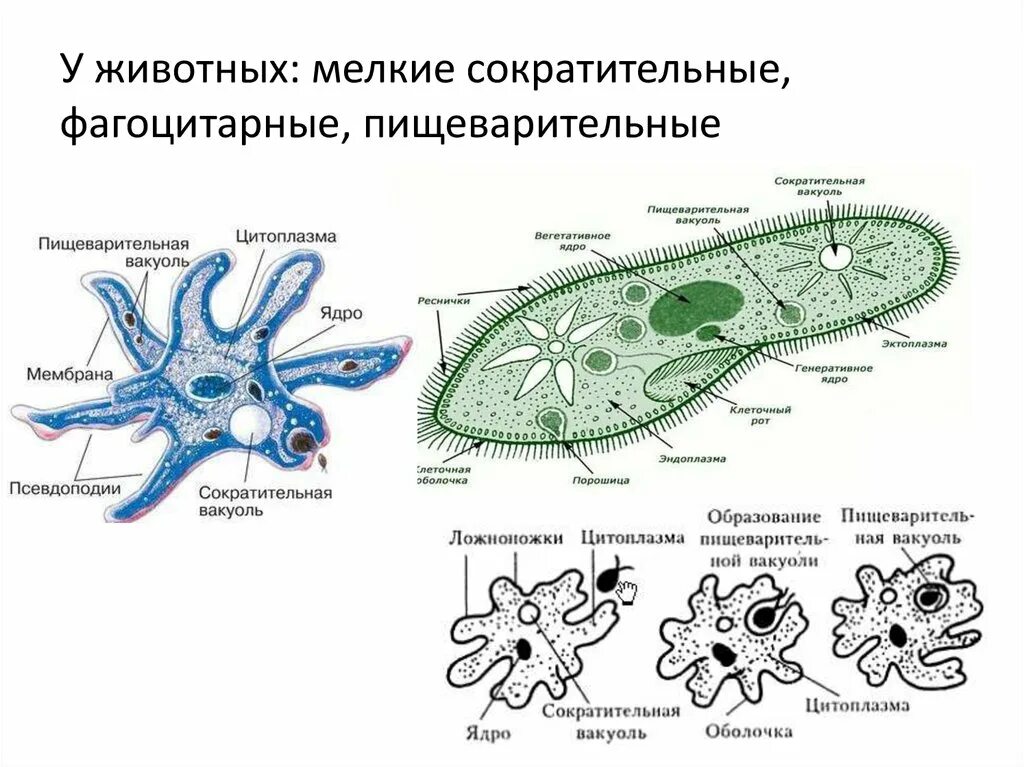 Пищеварительная вакуоль рисунок. Вакуоль у животных клеток. Пищеварительная вакуоль животной клетки рисунок. Сократительные и пищеварительные вакуоли.