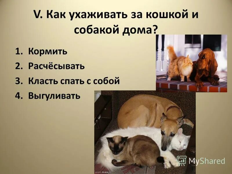 Ухаживание за кошкой. Уход за кошкой и собакой. Как ухаживать за кошкой и собакой. Как ухаживать за домашними животными. Как заботиться о кошке