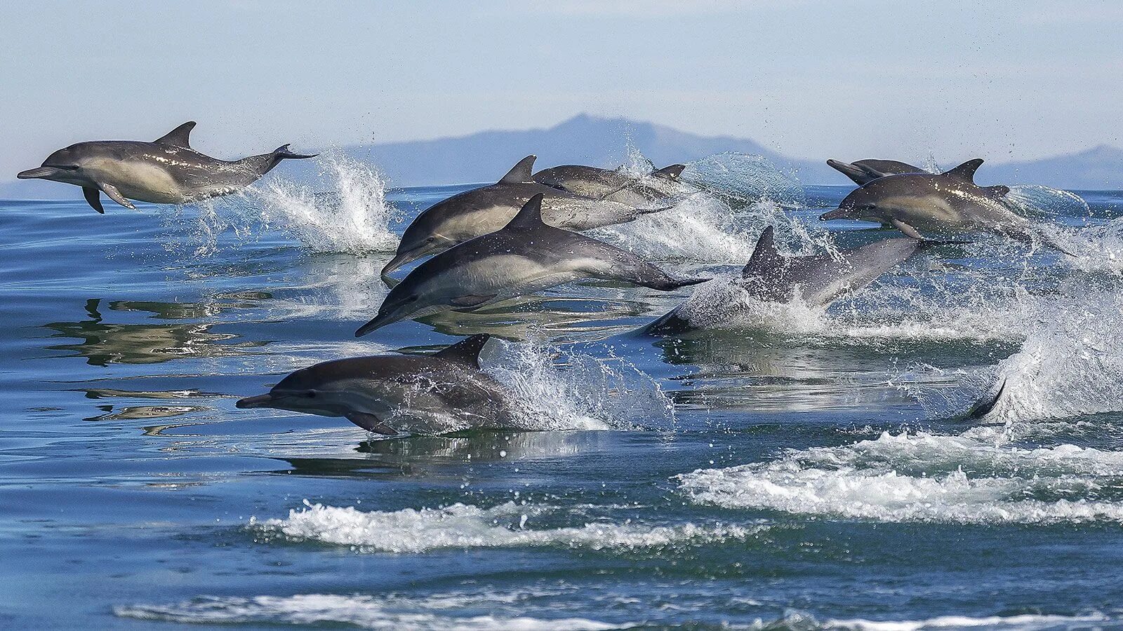 Whales are than dolphins