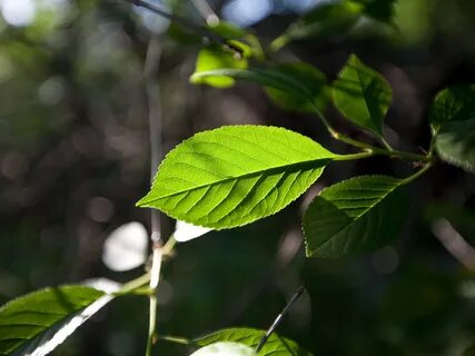 Green leaf перевод