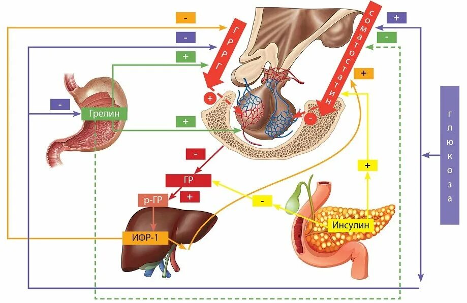 Соматотропный гормон схема регуляции. Регуляция секреции гормона роста. Соматотропин регуляция секреции. Регуляция синтеза и секреции инсулина. Инсулин и соматотропин