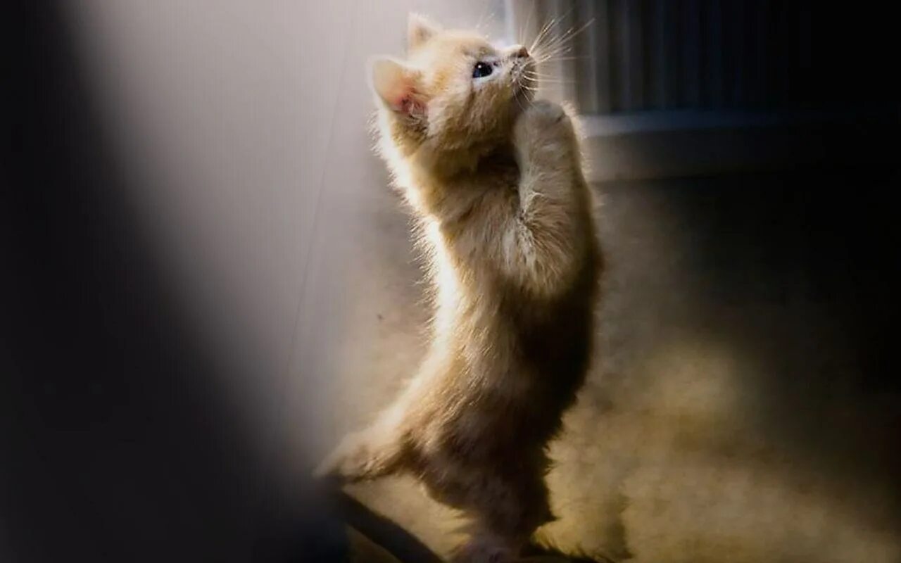 Дайте пожалуйста картинка. Пожалуйста умоляю. Котики с надписью ну пожалуйста. Пожалуйста картинки. Женя извини.