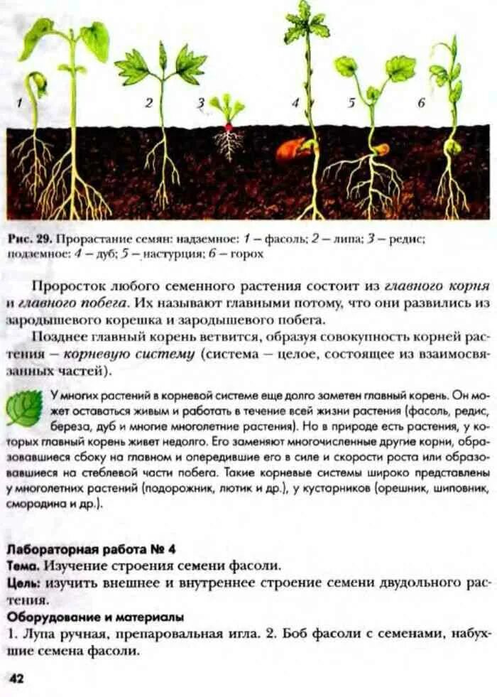 Лабораторная работа по биологии прорастание семян. Лабораторная работа 6 биология. Надземное прорастание семян. Надземное и подземное прорастание семян. Лабораторная работа по биологии 6 класс корень.