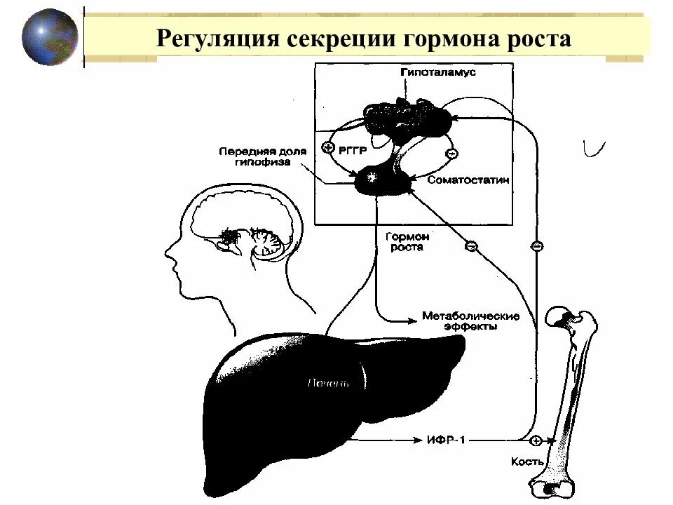 Регуляция роста и развития. Регуляция секреции соматотропного гормона. регуляция секреции стг. стг гормон регуляции. гормональная регуляция роста и развития организма..