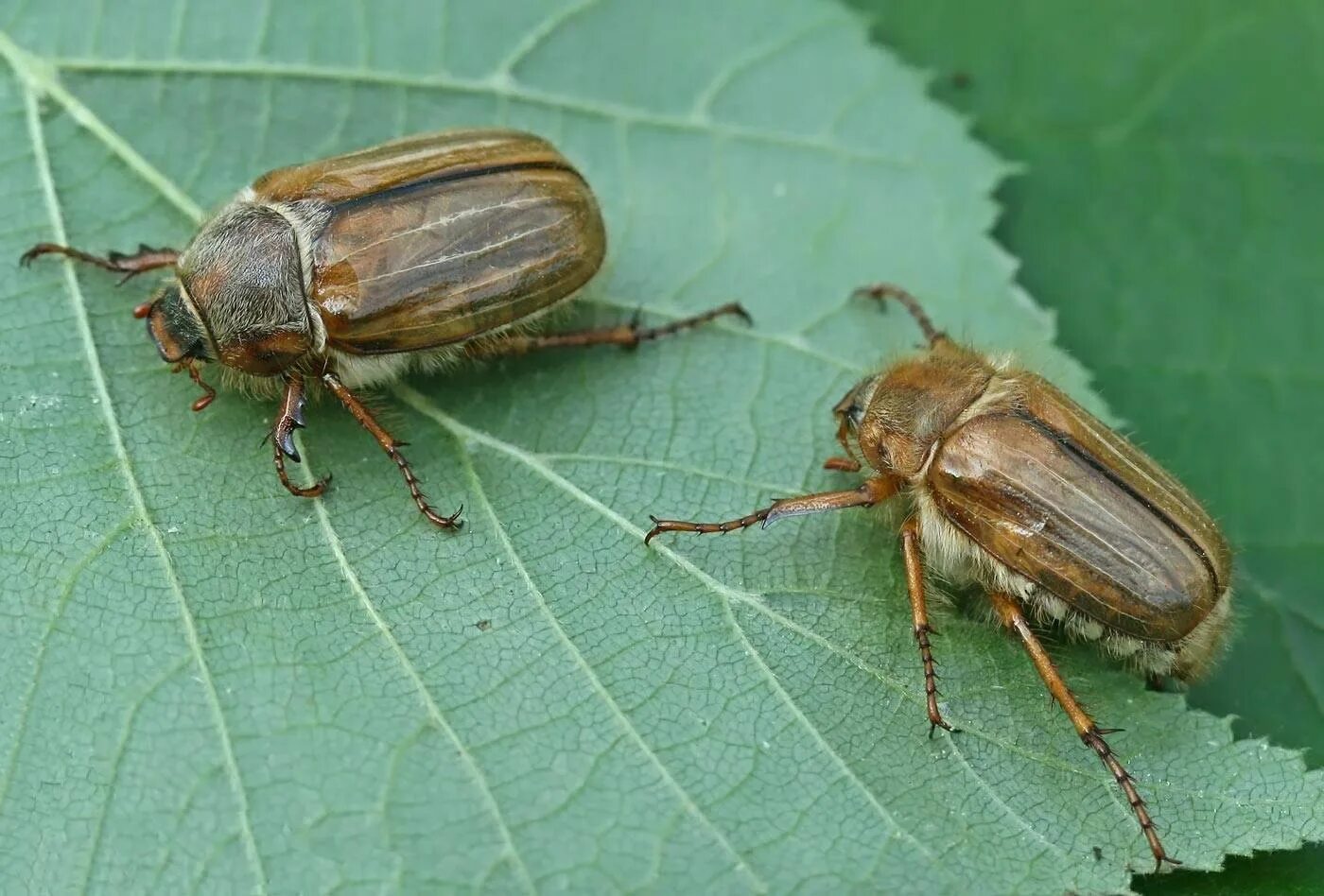 жуки летающие в июне. майский и июньский жук. жук ольхоед. луговой хрущик жук.