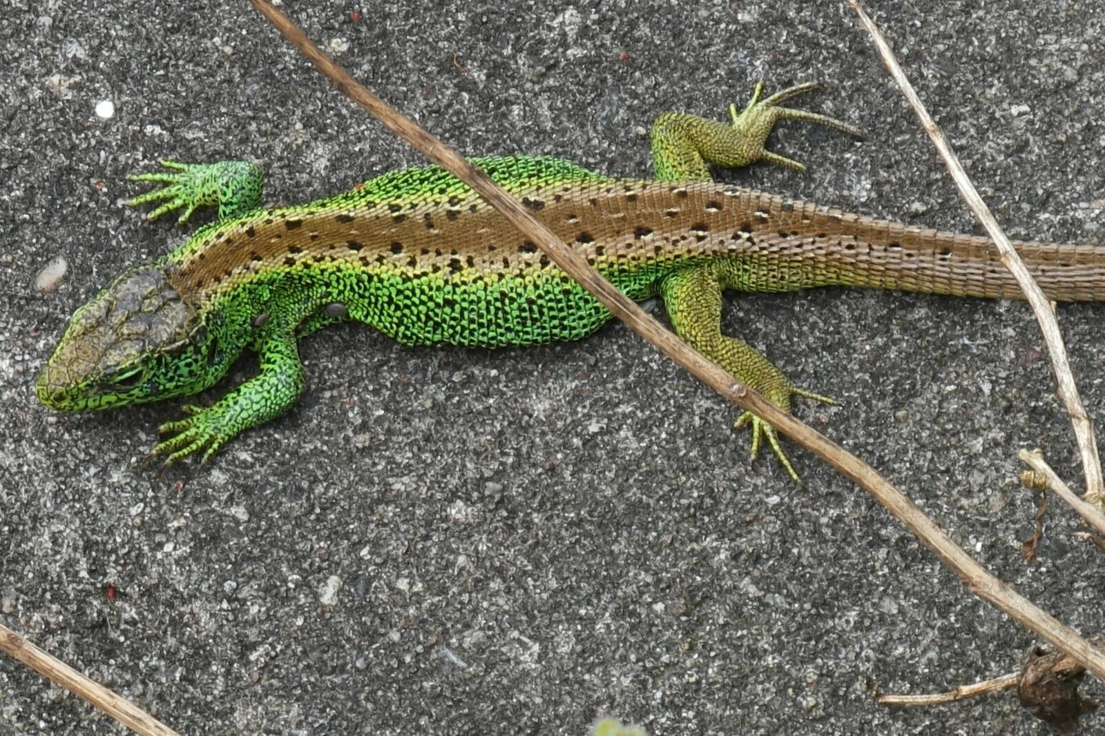 Полю ящерицы. Прыткая ящерица ящерица. Зеленая прыткая ящерица. Lacerta Agilis. Ящерица прыткая Изумрудная.