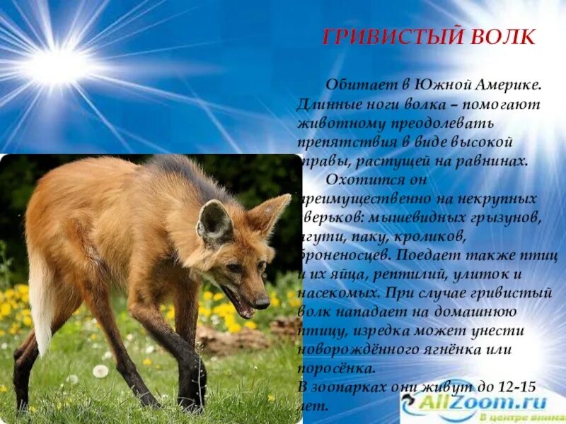 Тип питания волка
