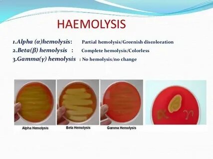 Объясните значение тэ и производящих основ haemolysis