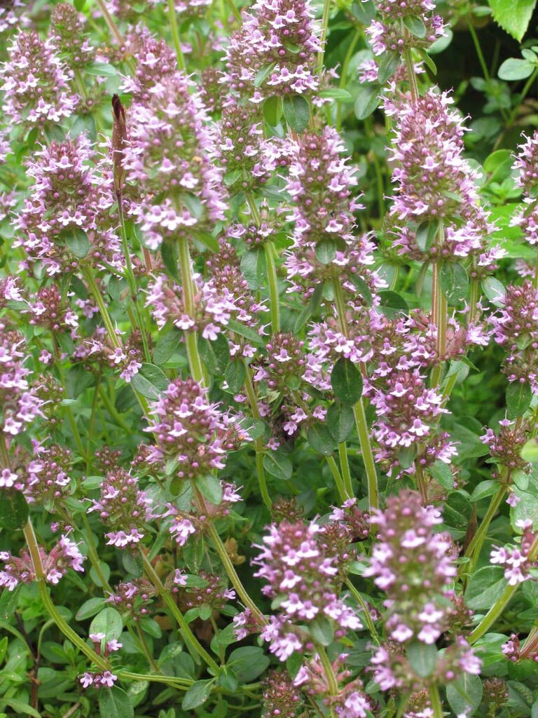 ). Тимьян длинноцветковый многолетний. Тимьян палласа. Чабрец лесной тимьян. Тимьян ползучий (thymus serpyllum).