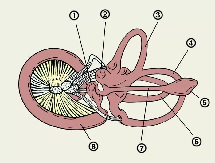 Внутреннее ухо собаки. Внутреннее ухо перепончатый Лабиринт. Перепончатый Лабиринт улитки внутреннего уха. Перепончатый Лабиринт внутреннего уха строение. Перепончатый Лабиринт внутреннего уха схема.