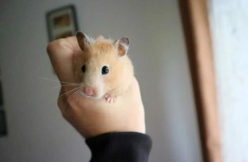 Звук хомяка. Хомяк пищит. Сирийский хомяк на белом фоне. Хомяки издают звуки. Звуки хомяков.