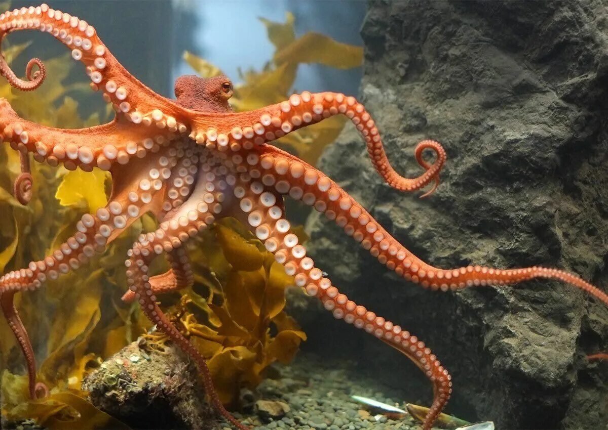 Осьминог это животное или нет. Осьминог Octopus vulgaris. Длиннощупальцевый Спрут. Атлантический карликовый осьминог. Осьминог Дофлейна гигантский.