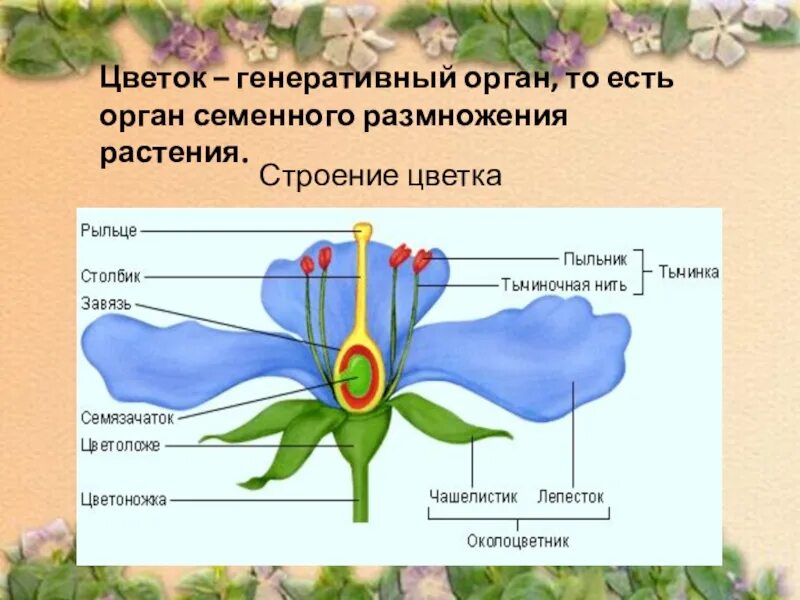 Генеративные органы строение цветка. Цветок орган семенного размножения покрытосеменных растений. Цветок орган семенного размножения. Строение генеративных органов растений.