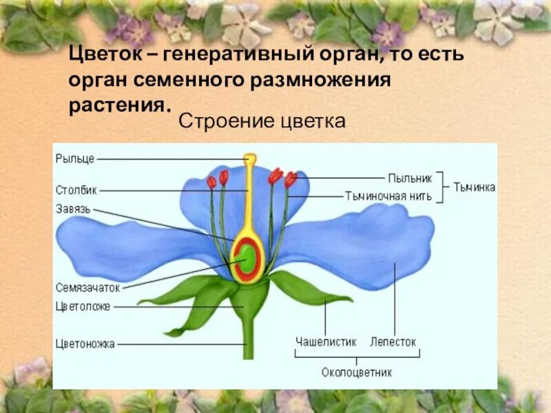 Генеративные органы строение цветка. Цветок орган семенного размножения покрытосеменных растений. Цветок орган семенного размножения. Строение генеративных органов растений. Генеративные органы тест