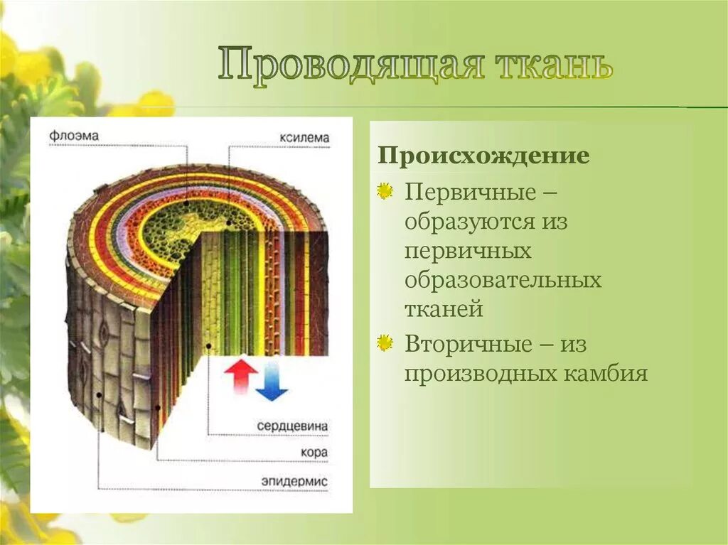 Проводящие ткани ксилема и флоэма. Ксилема флоэма камбий. растительные ткани ксилема флоэма. проводящая ткань ксилема и флоэма. ксилема и флоэма это ткани.