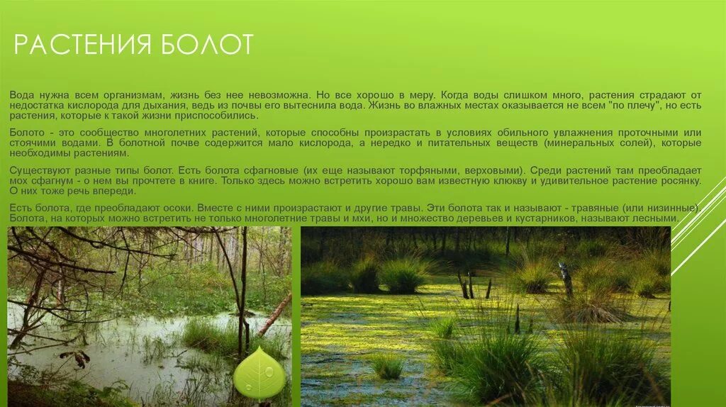 Растения болот. Растительный мир болота. Доклад про болото. Болота доклад.