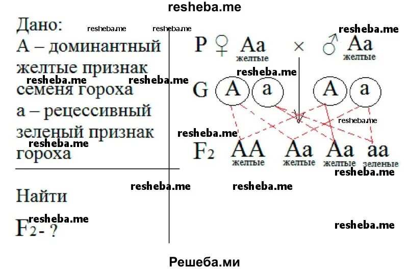 Независимое расщепление признаков при дигибридном. Независимое наследование. закон расщепления признаков. независимое наследование признаков. дигибридное скрещивание неполное доминирование.