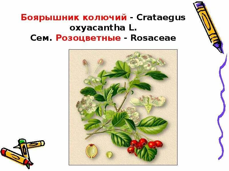 Фото РОЗОЦВЕТНЫЕ ПРИМЕРЫ РАСТЕНИЙ