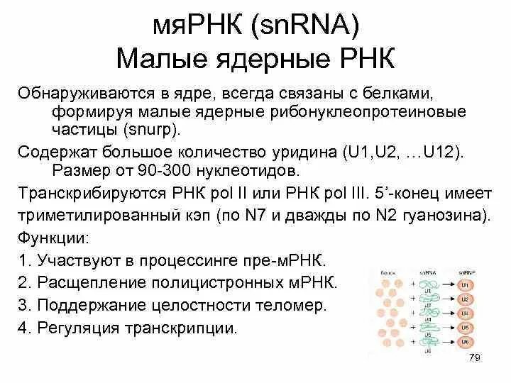 МЯРНК функции. Малая ядерная РНК. Малые ядерные РНК структура. U1 МЯРНК строение.