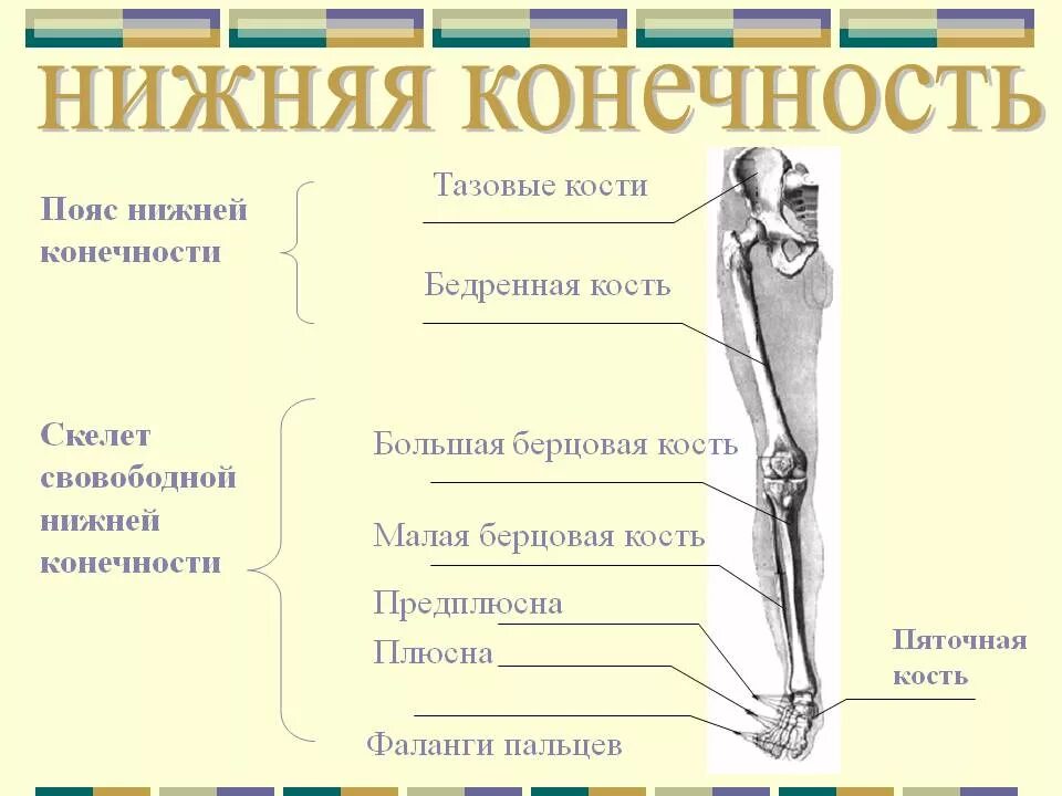 Отделы нижней конечности. Отделы скелета нижней конечности. Соединение костей скелета нижней конечности. Отдел скелета человека пояс нижних конечностей. Кости составляющие скелет нижней конечности.